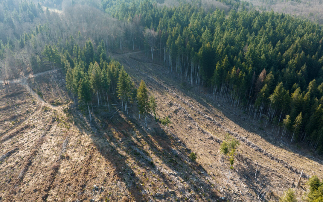 Lösungen gegen den Borkenkäfer